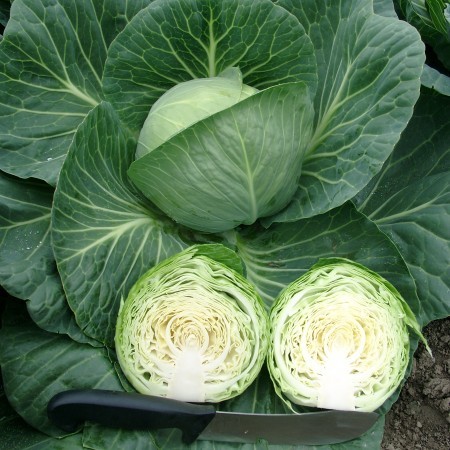 Тафма F1 семена капусты белокочанной