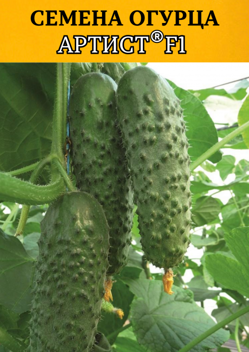 Артист F1 семена огурцов