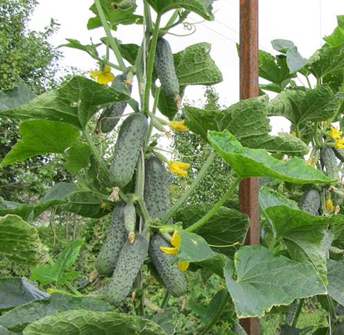 Криспина F1 1000 штук семена огурца