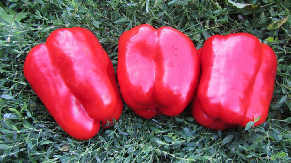 Геркулес F1 семена сладкого перца