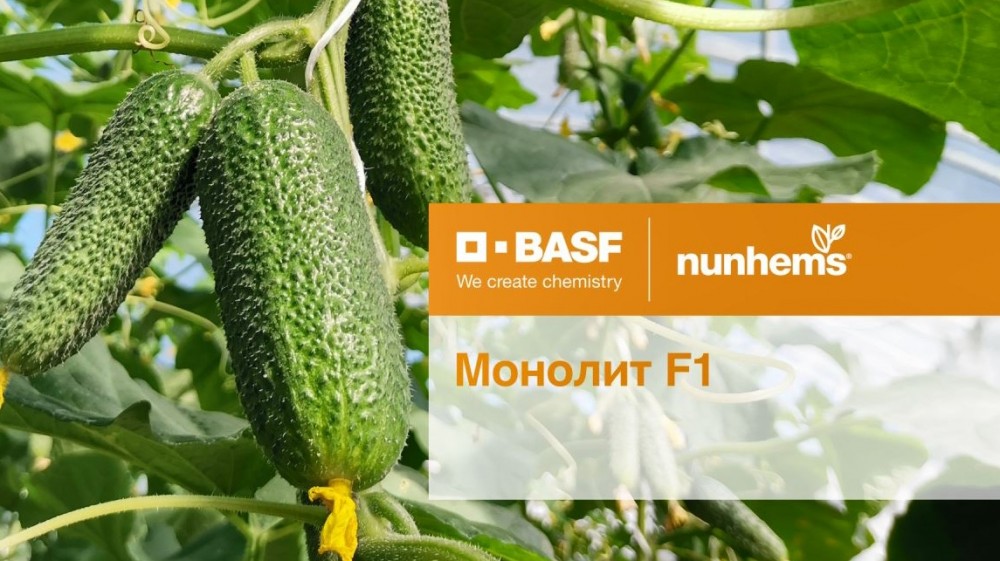 Монолит F1 1000 штук семена огурца