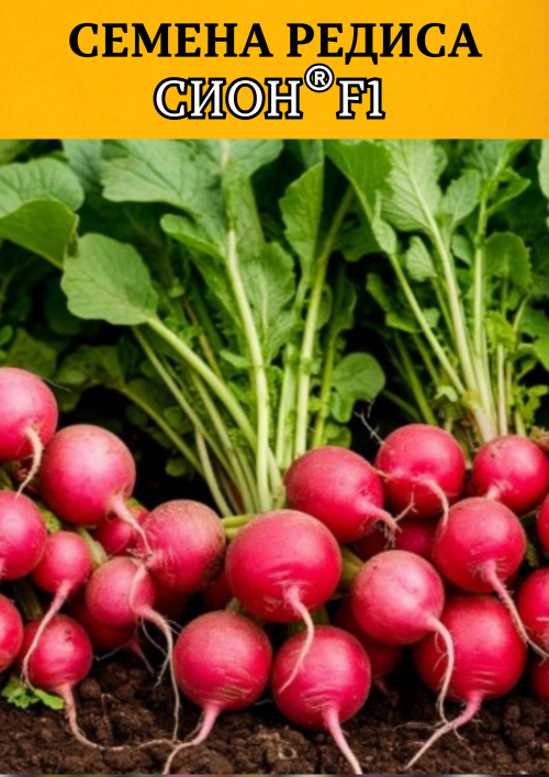 Сион F1 25 000 штук семена редиса