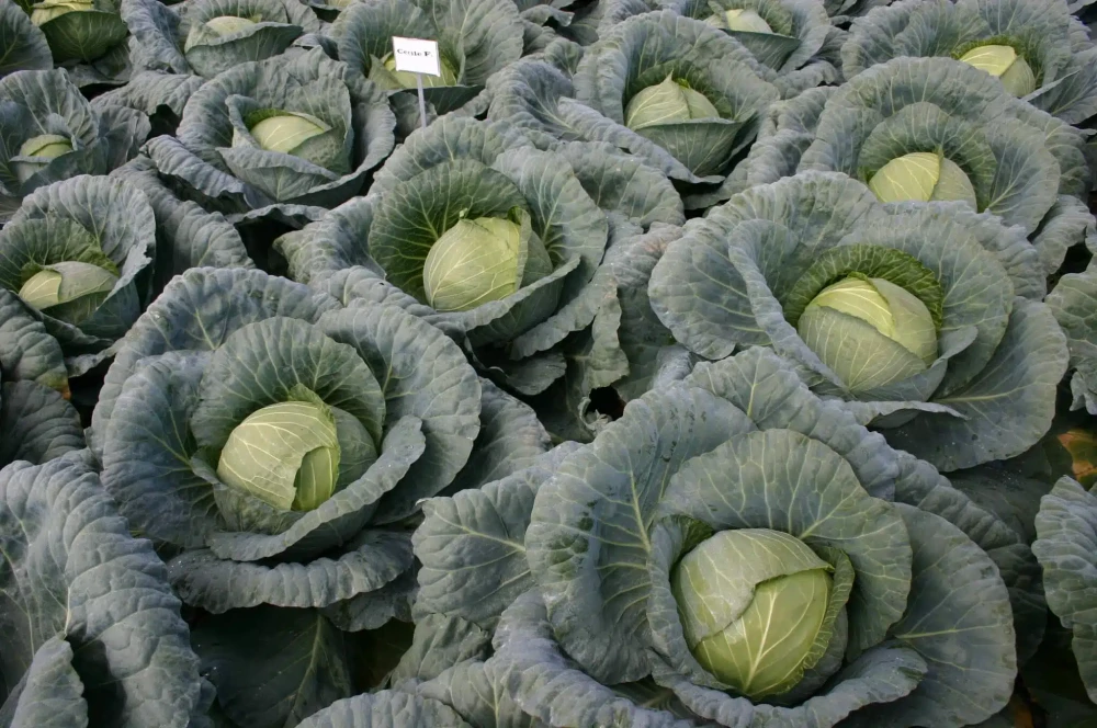 Сесиль F1 2500 штук семена капусты