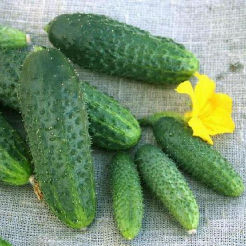 Шопен F1 250 штук семена огурца