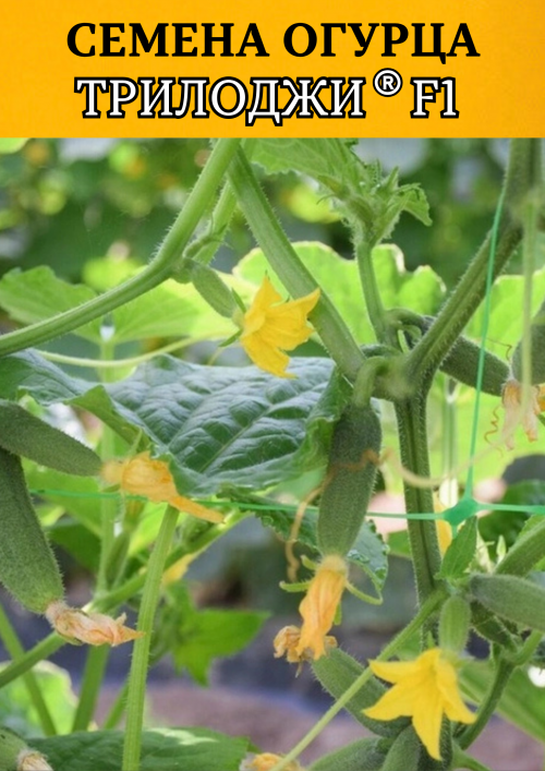 Трилоджи F1 семена огурца