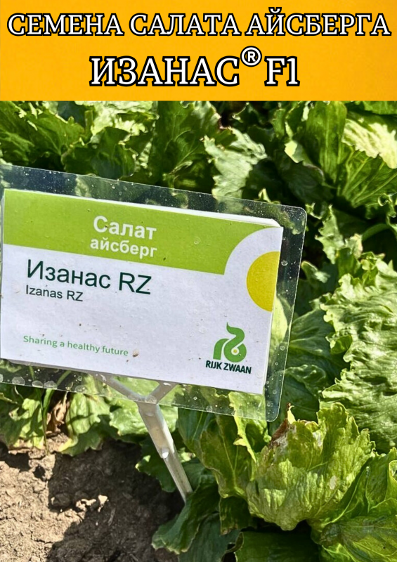 ИЗАНАС семена салата айсберг