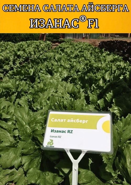 ИЗАНАС семена салата айсберг
