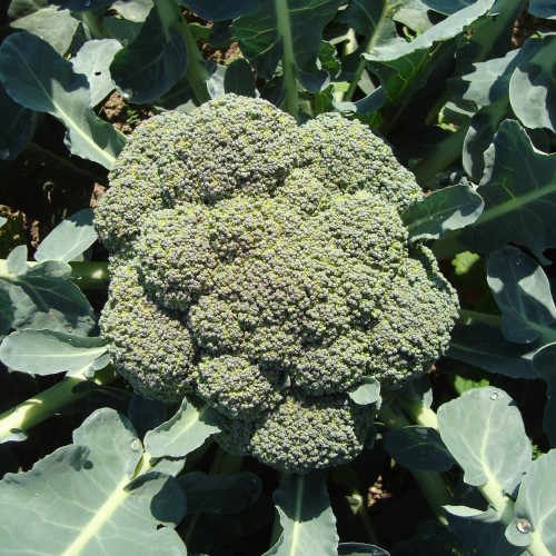 Лорд F1 семена капусты брокколи