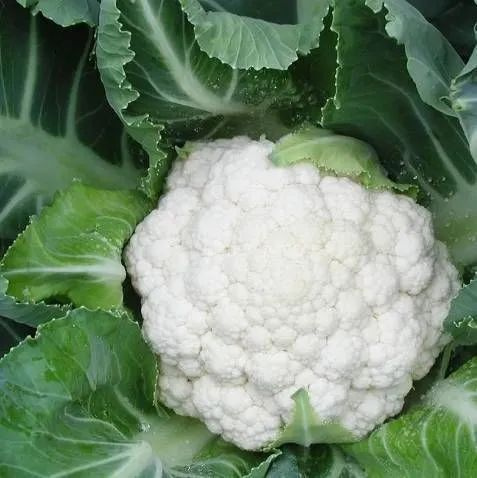 Фридом F1 семена капусты цветной 2500 штук