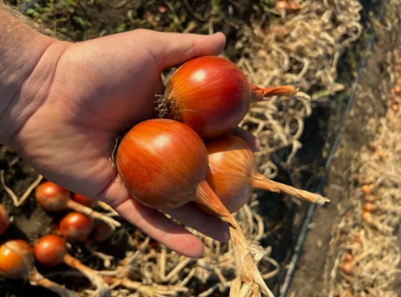 Медуза F1 семена лука репчатого 250 000 штук