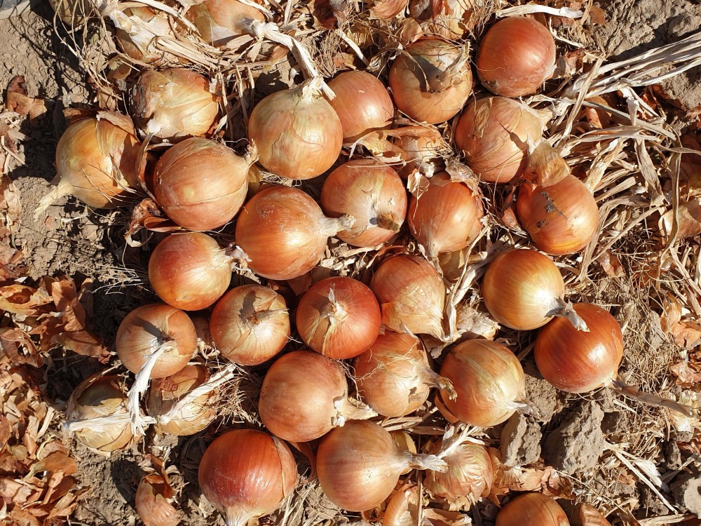 Медуза F1 семена лука репчатого 250 000 штук