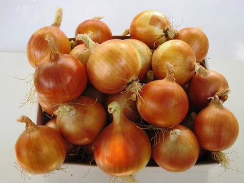 Медуза F1 семена лука репчатого 250 000 штук