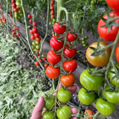 Арома F1 семена томата