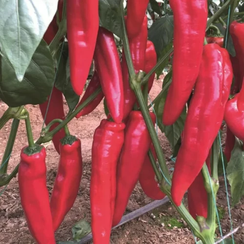 Армагеддон F1 семена перца сладкого