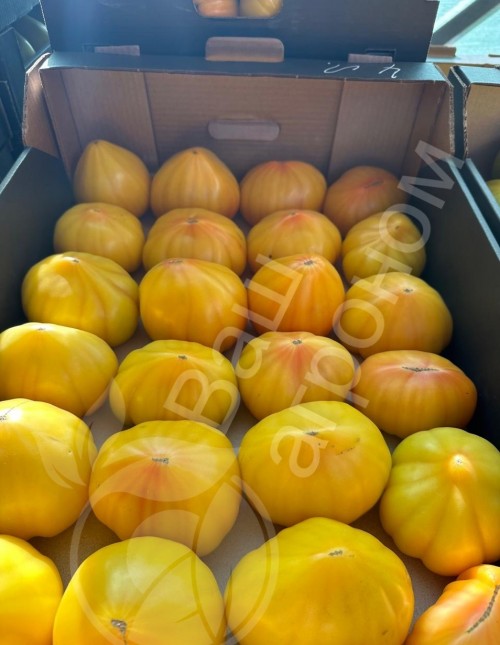 Мадрид F1 семена желтого томата