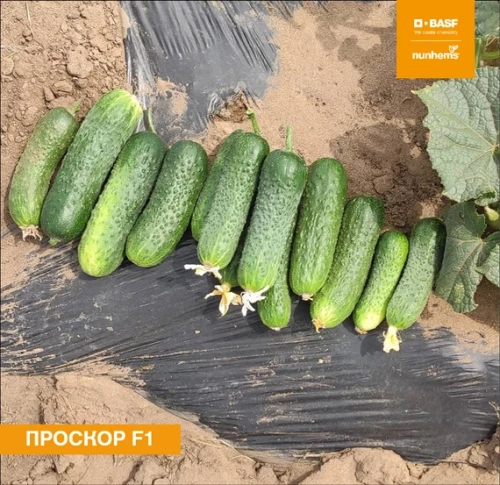 Проскор F1 семена огурца 1000 штук