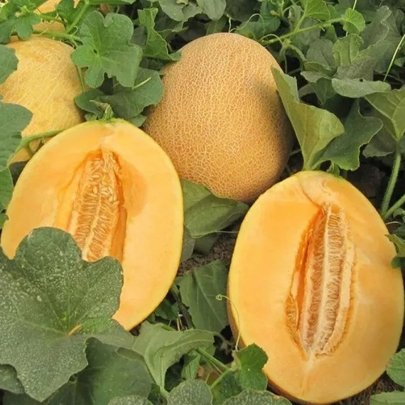 Каррера F1 семена дыни 1000 штук