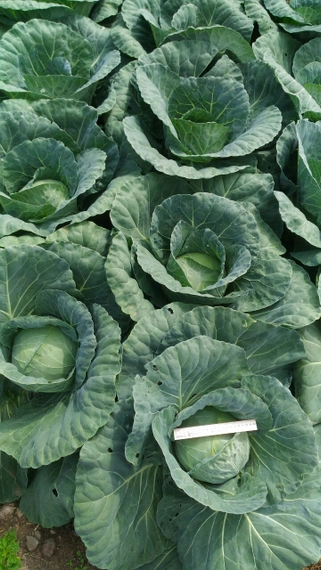 Бухарест F1 2500 семян капусты белокочанной