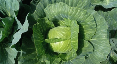 Чамп F1 семена белокочанной капусты 2500 штук