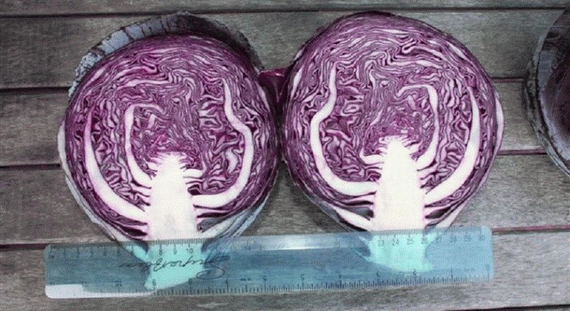 Рокси F1 семена краснокочанной капусты 2500 штук