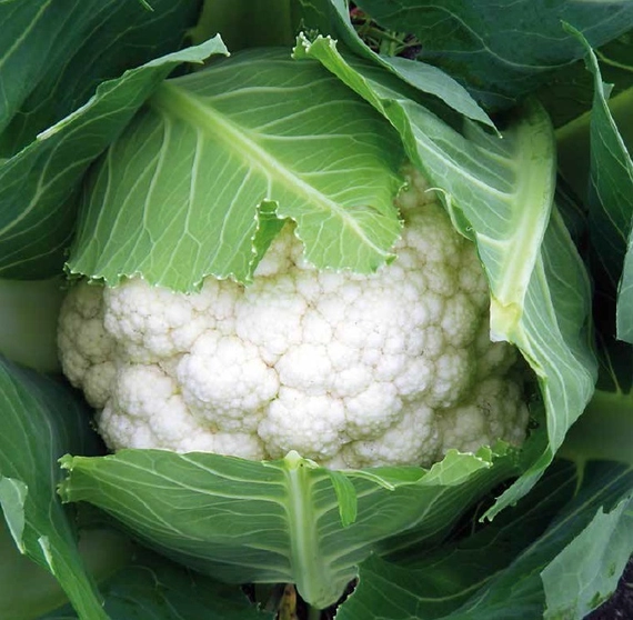 Абени F1 семена цветной капусты