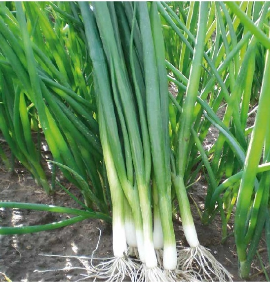 Грин Баннер F1 семена лука на перо