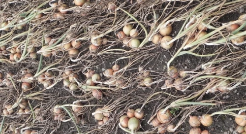 Варес F1 семена репчатого лука 250 000 штук