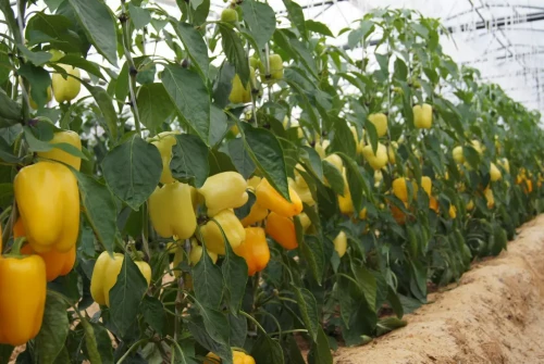 Беладонна F1 семена перца 500 штук