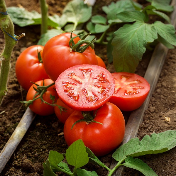 Бесуто F1 семена томата