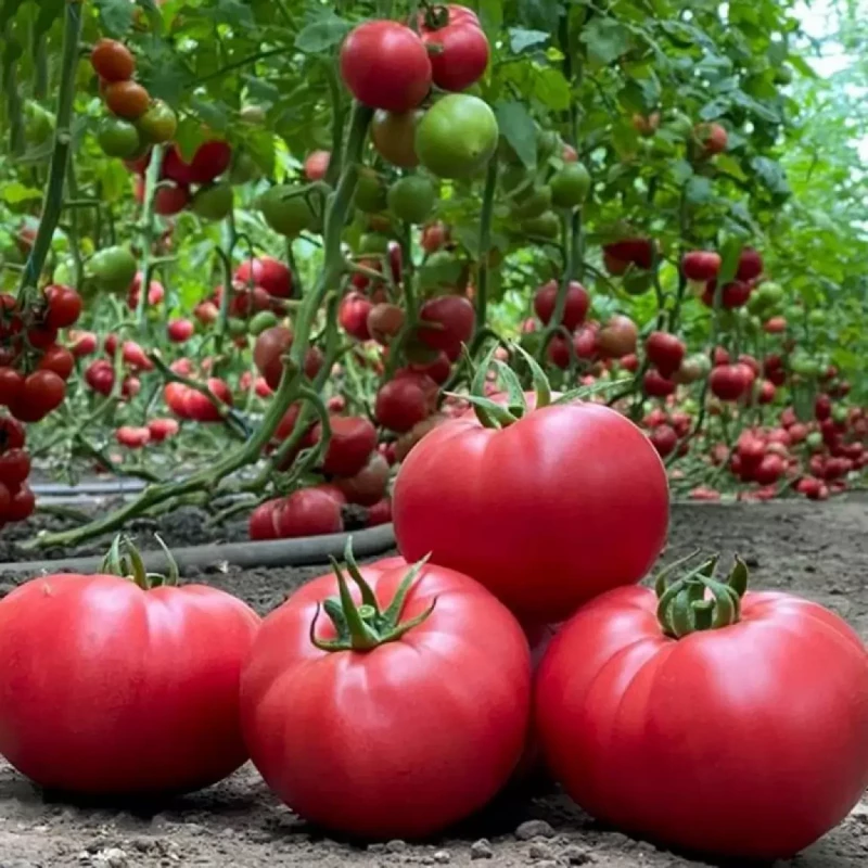 Аманат F1 семена томата 500 штук