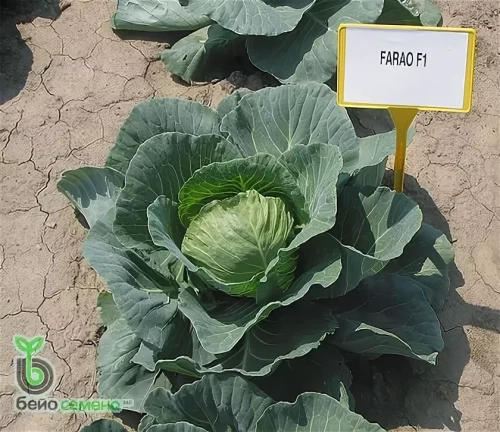 Фарао F1 семена капусты белокочанной 2500 штук