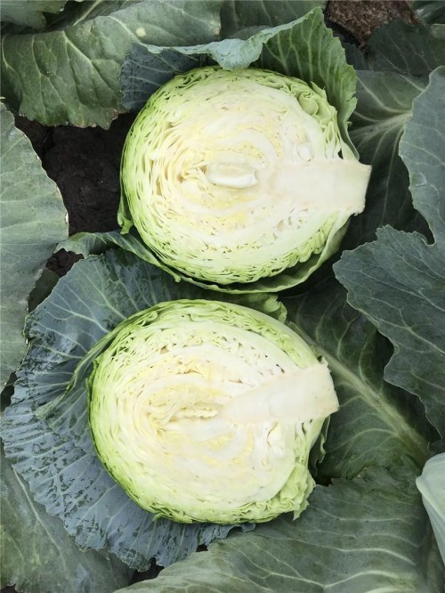 Ботран F1 семена белокочанной капусты 2500 штук