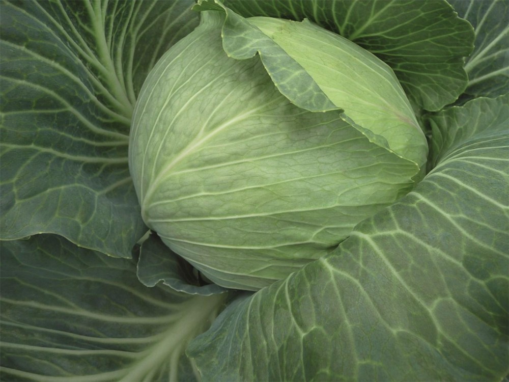 Рамада F1 семена белокочанной капусты 2500 штук