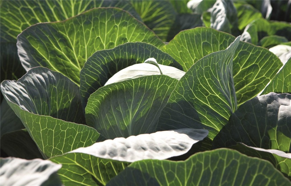 Циклон F1 семена белокочанной капусты 2500 штук