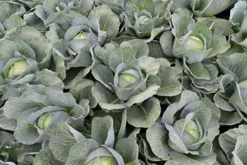 Экспектейшен F1 семена белокочанной капусты 2500 штук