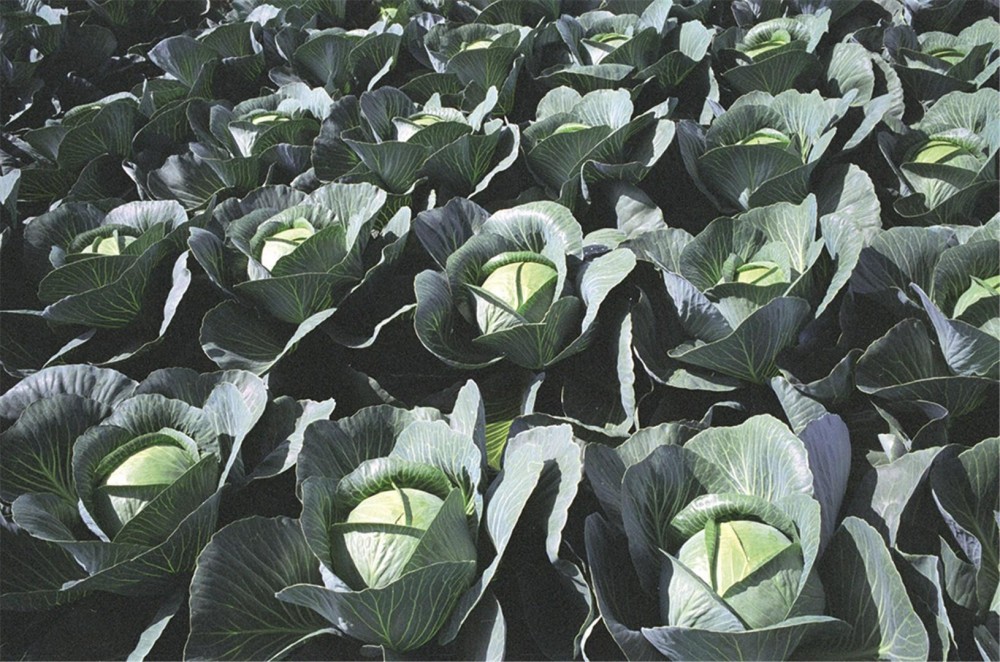 Парадокс F1 семена белокочанной капусты 2500 штук