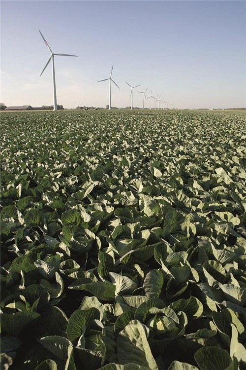 Экспект F1 семена белокочанной капусты 2500 штук