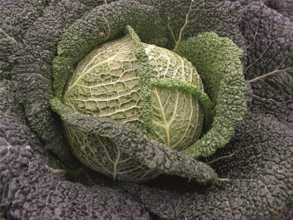 Вироса F1 семена савойской капусты 2500 штук