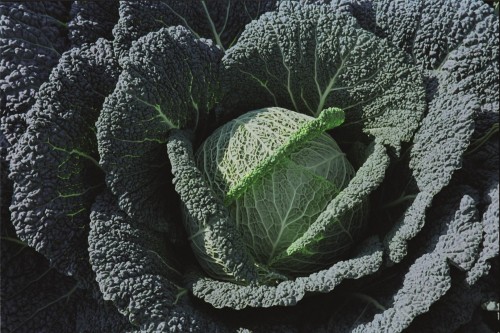 Вироса F1 семена савойской капусты 2500 штук