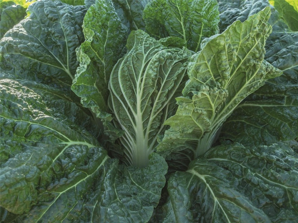 Базуко F1 семена пекинской капусты 2500 штук