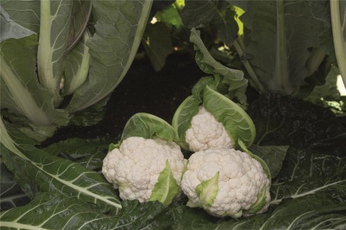 Алькала F1 семена цветной капусты 2500 семян