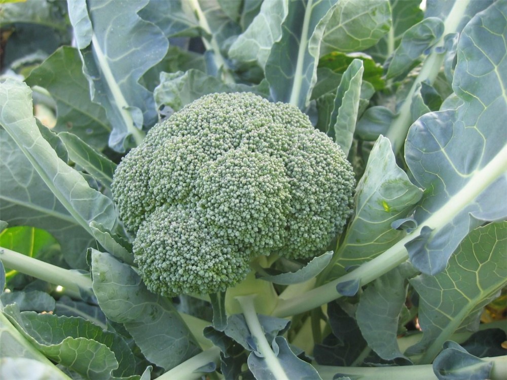 Фиеста F1 семена брокколи 2500 штук