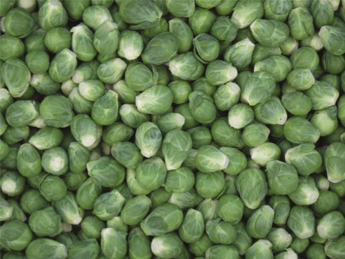 Давлин F1 семена брюссельской капусты 2500 штук