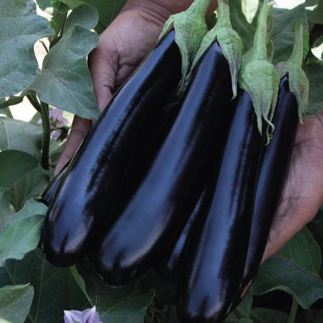 А715 F1 семена баклажана 1000 штук