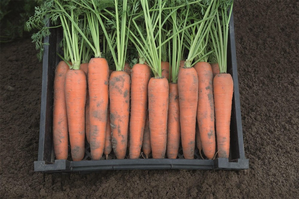 Берлин F1 семена моркови