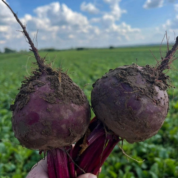 Бреско F1 семена свеклы 50 000 штук