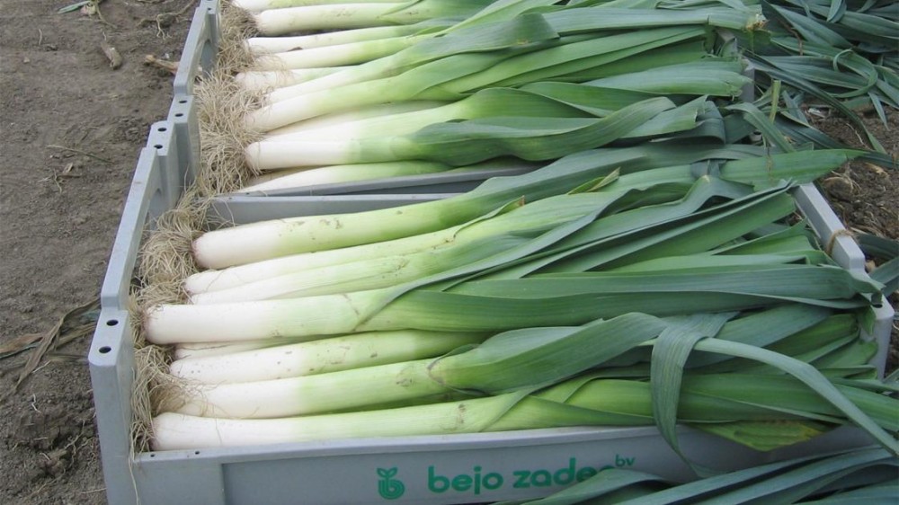 Коламбус семена лука-порея 10 000 штук