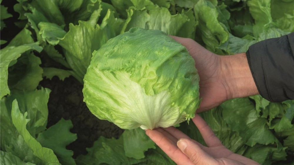 Брайс F1 семена салата айсберг 5000 штук (драже)