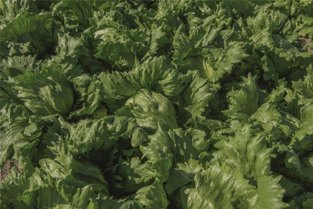 Бизнес F1 семена салата айсберг 5000 штук (драже)