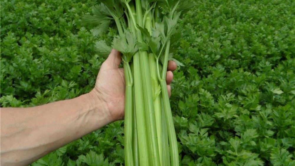 Балада F1 сельдерей черешковый 10 000 семян